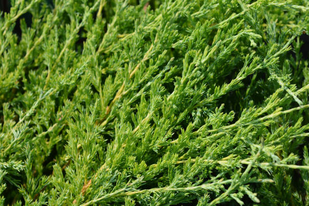 Creeping juniper Andorra Compact Creeping juniper Andorra Compact - Latin name - Juniperus horizontalis Andorra Compact juniperus horizontalis stock pictures, royalty-free photos & images