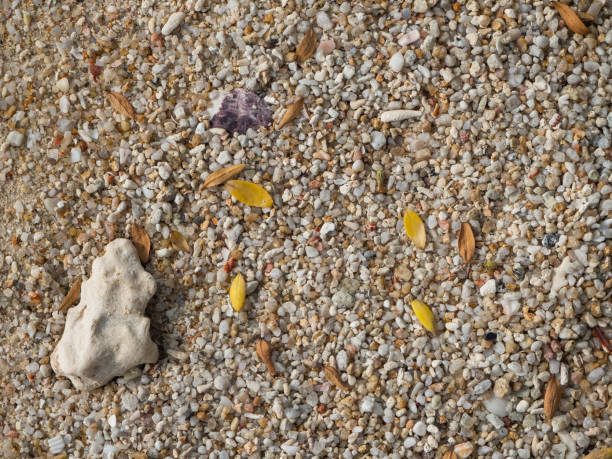 サンゴの破片を持つサンゴ砂の質感 - coral break ストックフォトと画像