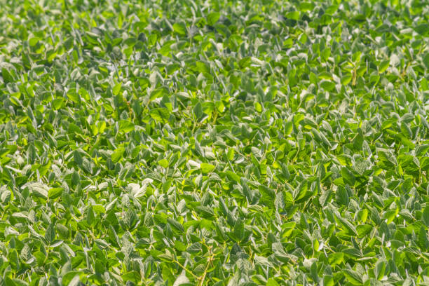 istock Rural landscape - field the soybean (Glycine max) 1184193667