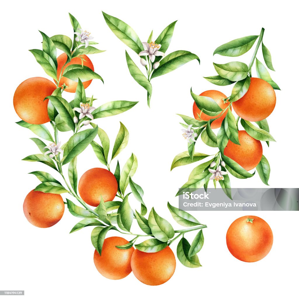 Cam Trên Một Bộ Cành Cây Ảo Ảnh Màu Nước Bị Cô Lập Của Cây Cam ...