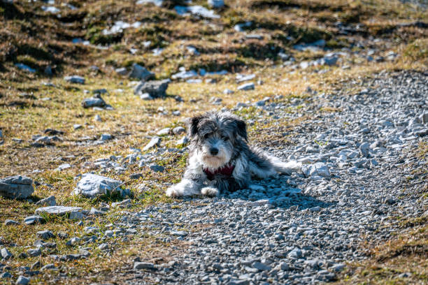 Portrait of a black and white dog laying on a gravel path on a mountain hiking path Portrait of a black and white dog laying on a gravel path on a mountain hiking path in Austria chiot berger australien bleu merle stock pictures, royalty-free photos & images