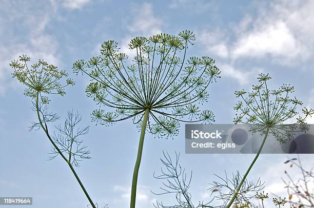 Foto de Dills e mais fotos de stock de Azul - Azul, Céu - Fenômeno natural, Flor