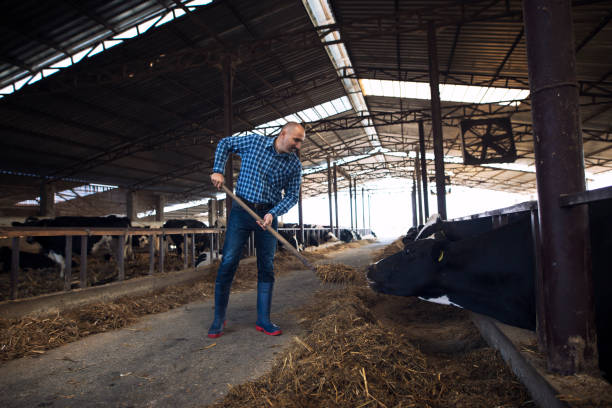 istock Hardworking middle aged farmer holding pitchfork and feeding cows with hay at cattle farm. Countryside lifestyle. 1184197513
