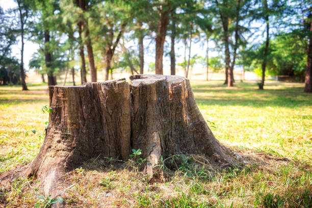 istock Tree close up texture detail natural wooden 1184197532