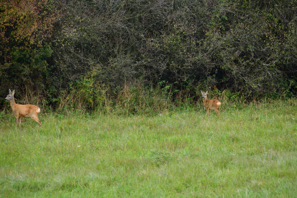 istock Mum doe with a fawn  walking the meadow grazing grass 1184197701