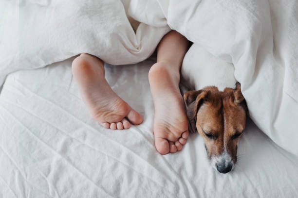 istock Crop young boy sleeping with dog in bed. 1184197778