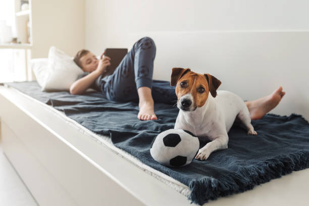 A young boy with a dog in a cozy interior. stock photo