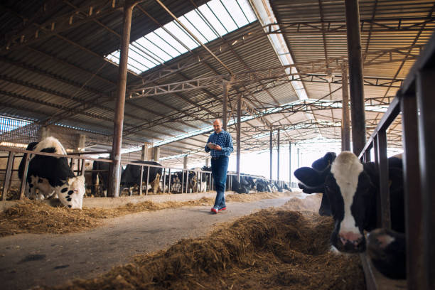 istock Farmer cattleman walking through domestic animals farm with tablet and observing cows. Cows eating hay food for milk production. 1184197809
