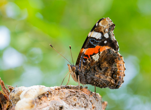 Vanessa atalanta, the red admiral or previously, the red admirable butterfly during autumn in Spain