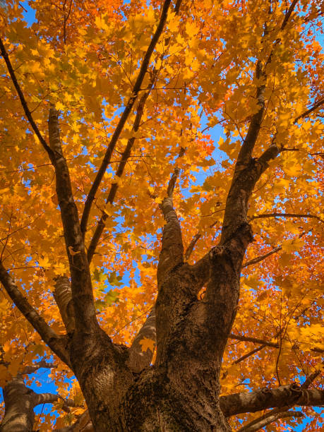 istock Bottom-Up View of Tree with Orange Leaves 1184198723