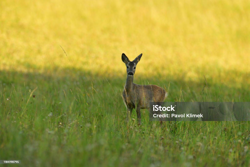 Young doe fawn grazes on a green meadow Doe resting in the forest during the day Roe Deer Stock Photo