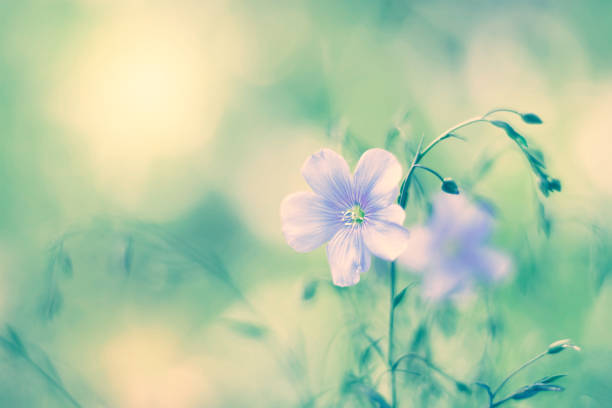 istock Flax spring flowers on a beautiful blurry background, sunny day. Selective focus 1184198876