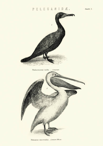 Vintage engraving of Wildlife, Birds, Cormorant and common pelican, 19th century engraving