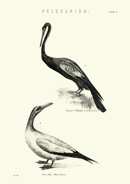 Vintage engraving of Wildlife, Birds, Le Vaillants Darter and White gannet