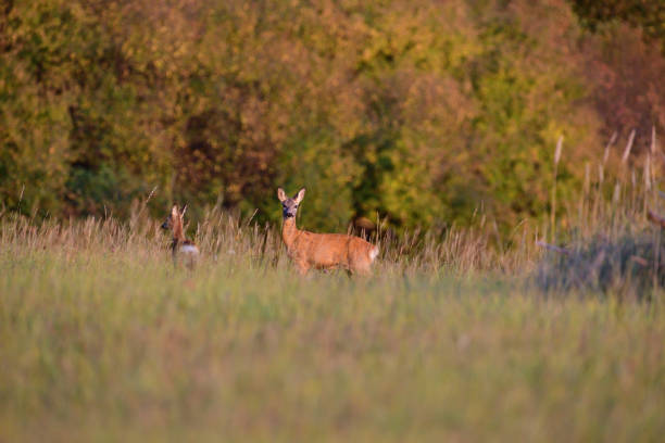 istock Mum doe with a fawn  walking the meadow grazing grass 1184199087
