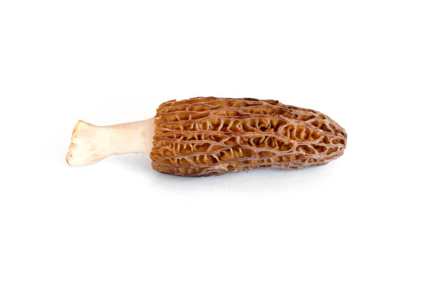 morels growing in the Michigan woods