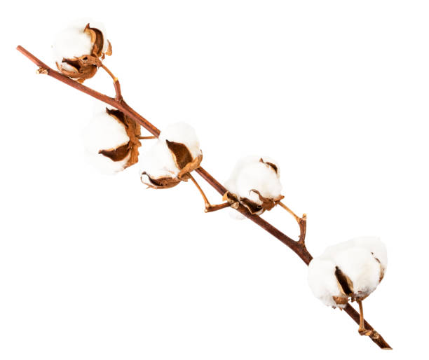 istock Branch of a cotton buds on a white, isolated. 1184200213