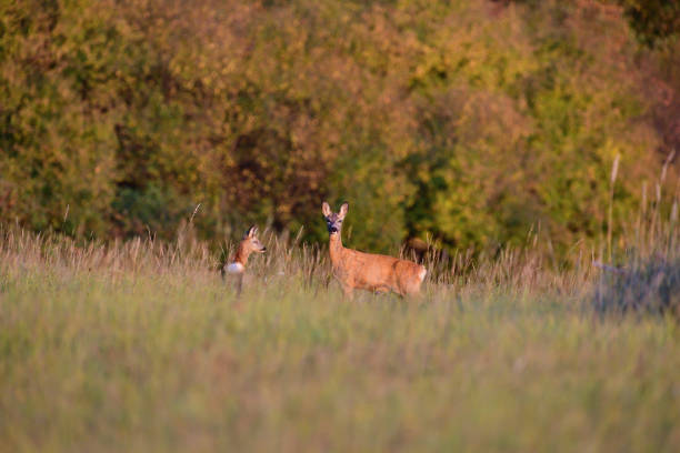 Doe deer hidden in high autumn grass camouflaged