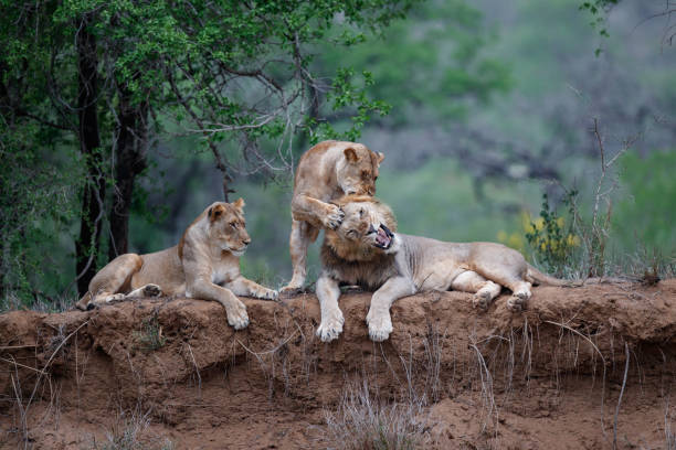 istock Lion family in South Africa 1184200439