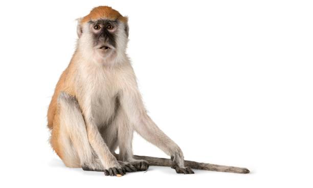 Animal. Cute Monkey animal isolated on white ape photos stock pictures, royalty-free photos & images