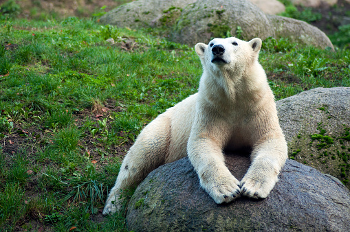 Portrait of polar bear lying on the rock