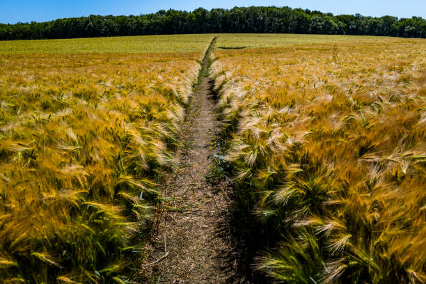 istock footpath through barley field on hot sunny summers day 1184203307