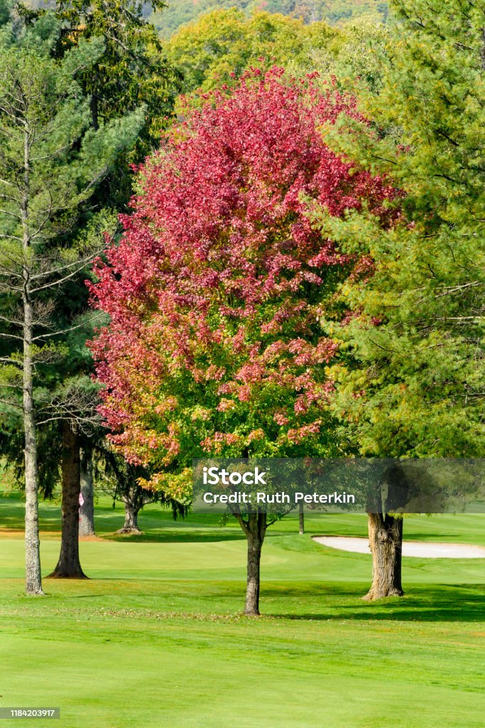 Red Maple Trees Red Maple Tree In Bloom Stock Photo - Download Image Now - Autumn ...