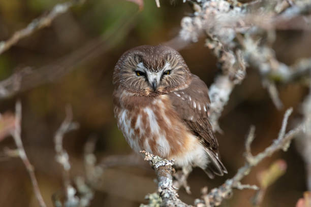 istock Northern saw whet owl 1184204494