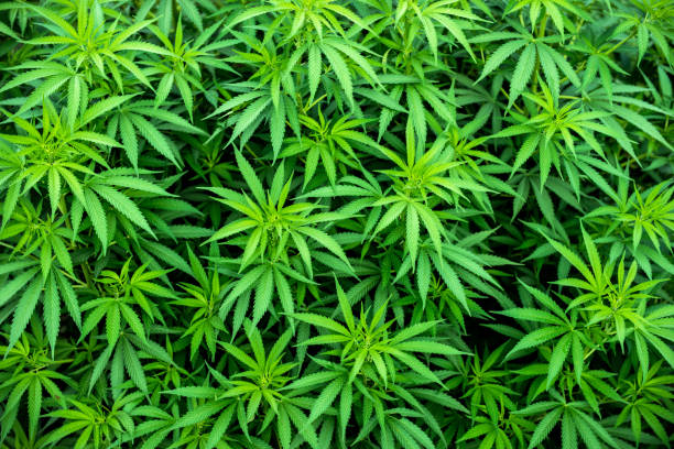 istock marijuana leaves background 1184205858