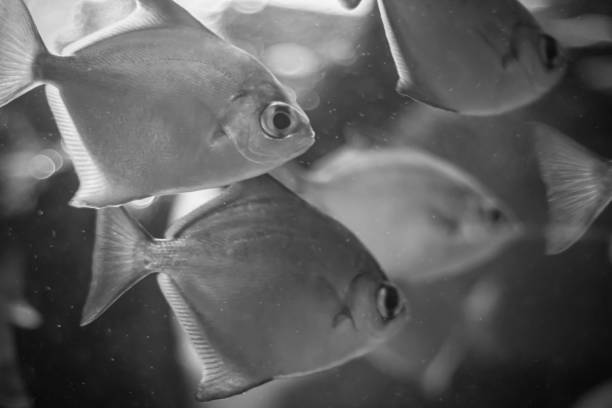 Golden Sweeper in black and white (Parapriacanthus ransonneti)