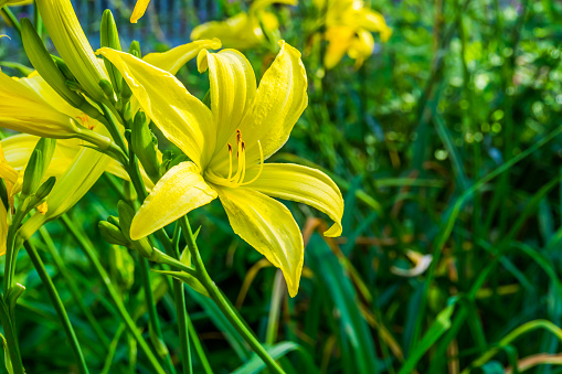 macro closeup of a lemon day lily in bloom, popular ornamental garden flower, nature background