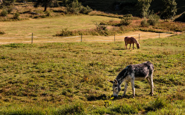 istock Domestic animals grazing 1184206132