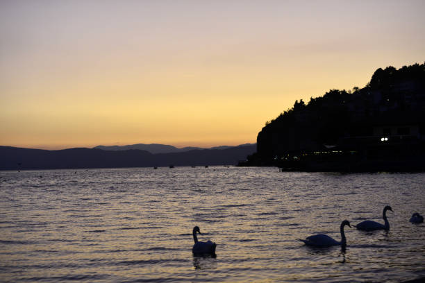 swans in a lake ohrid in macedonia image of a