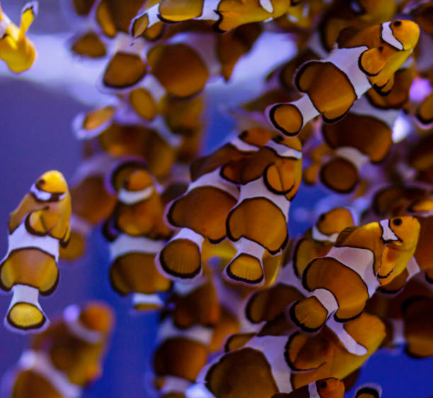 istock Clownfish against a colourfull background 1184206445