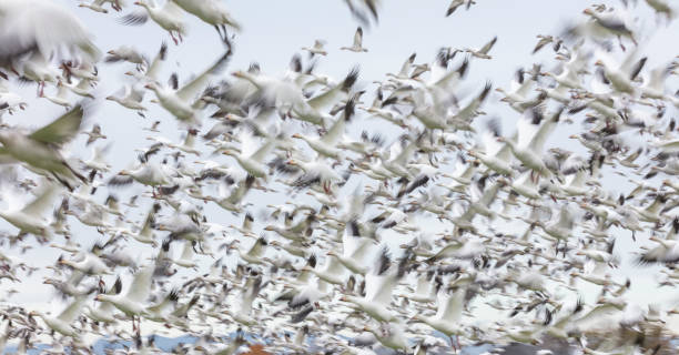 istock Flying Snow Geese with motion blur 1184207668
