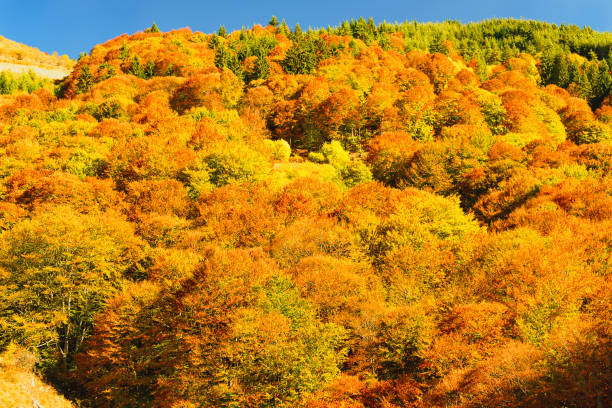 istock Autumn colours in the mountain 1184209335