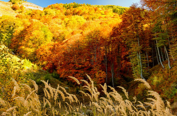 istock Autumn colours in the mountain 1184209348