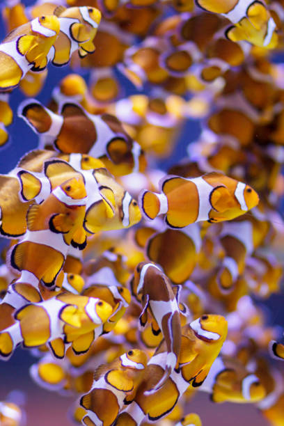 istock Clownfish against a colourfull background 1184209791