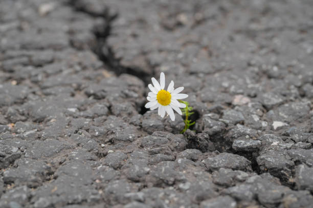 istock beautiful daisy grows through a crack in the asphalt 1184210113