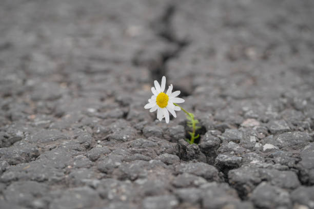 istock beautiful daisy grows through a crack in the asphalt 1184210742