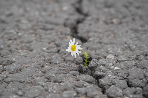 istock beautiful daisy grows through a crack in the asphalt 1184210768