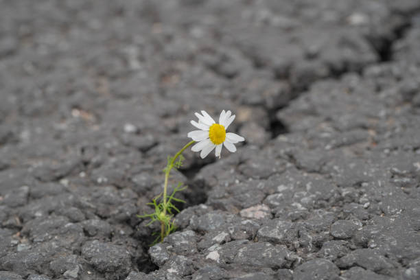 istock beautiful daisy grows through a crack in the asphalt 1184210895