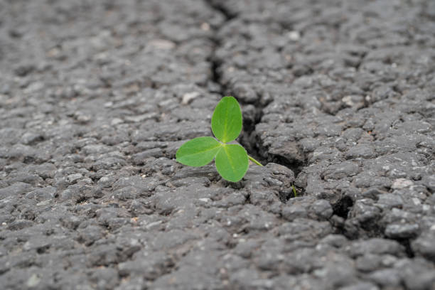 istock green sprout grows through a crack in the asphalt 1184210919