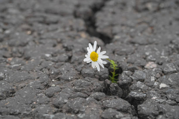 istock beautiful daisy grows through a crack in the asphalt 1184211024