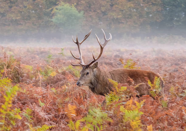 istock A Red Deer Stag in Rut watches over his hinds 1184211099