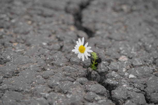 istock beautiful daisy grows through a crack in the asphalt 1184211190