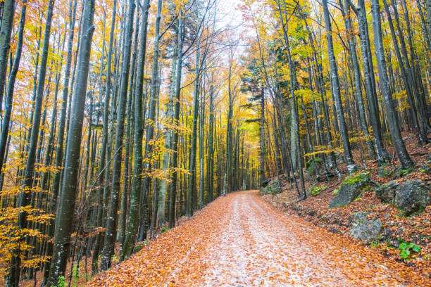Autumn forest in Primorska Region in Slovenia, REurope. Nikon D850.