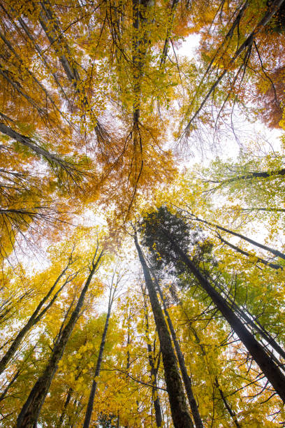 istock Beautiful Autumn Forest in Europe 1184211436