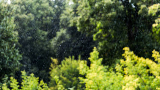 istock rain falling on blurry green forest background with direct sunlight 1184211515