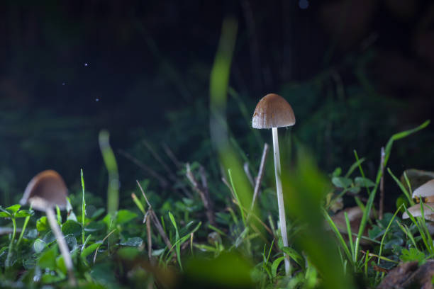 Mica cap mushroom Mica cap mushroom psathyrellaceae stock pictures, royalty-free photos & images